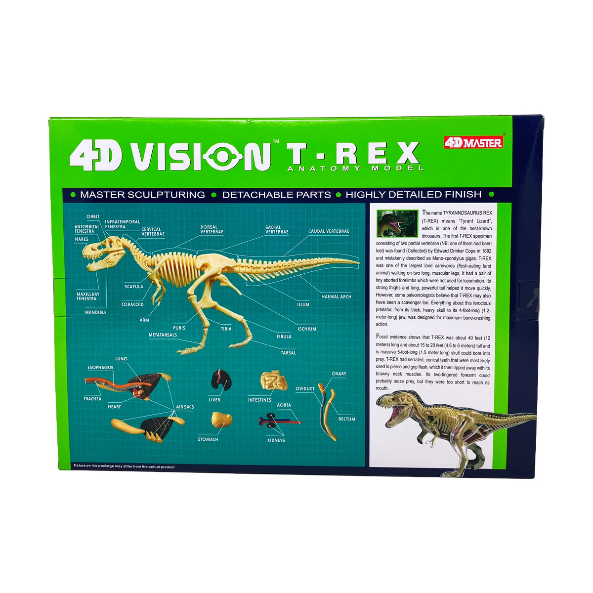 4D Vision T-Rex Anatomy Model