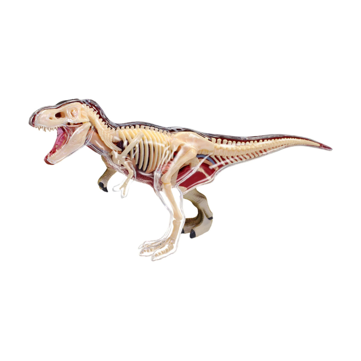 4D Vision T-Rex Anatomy Model