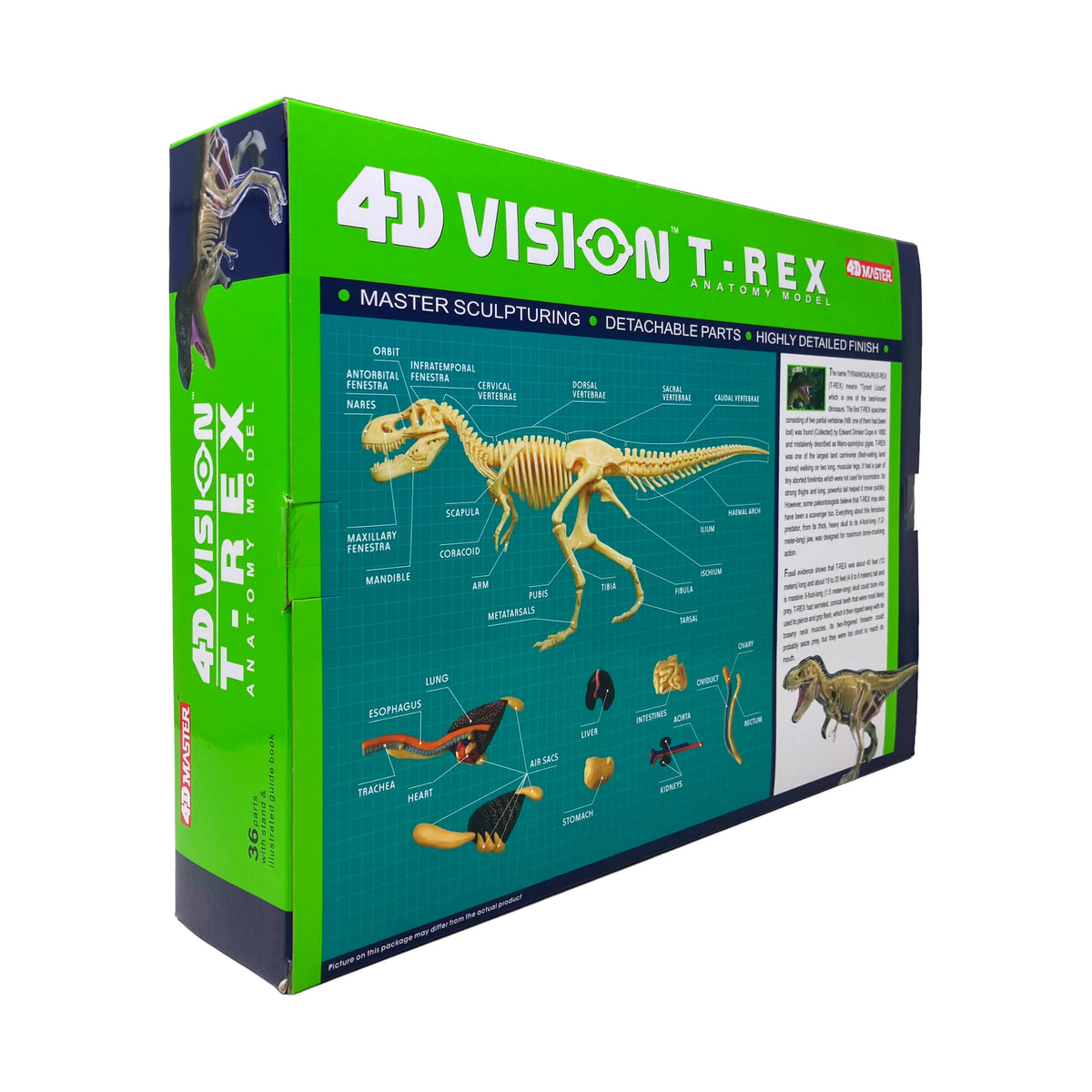 4D Vision T-Rex Anatomy Model