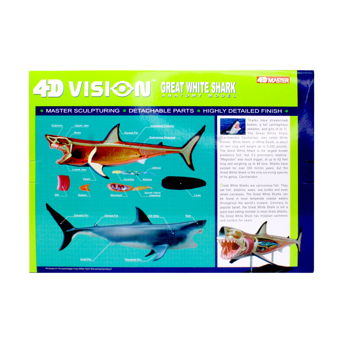 4D Vision Great White Shark Anatomy Model